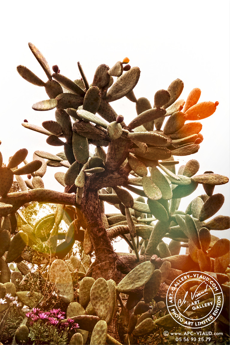 La Marche du Cactus